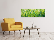 Laden Sie das Bild in den Galerie-Viewer, Leinwandbild Panorama Gras mit Morgentau XL