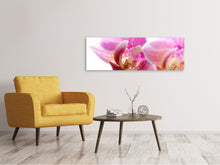 Laden Sie das Bild in den Galerie-Viewer, Leinwandbild Panorama Prächtige Phalaenopsis