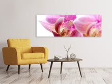 Laden Sie das Bild in den Galerie-Viewer, Leinwandbild Panorama Prächtige Phalaenopsis