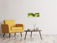 Laden Sie das Bild in den Galerie-Viewer, Leinwandbild Panorama Papilio Schmetterling XXL