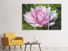 Laden Sie das Bild in den Galerie-Viewer, Leinwandbild 3-teilig Seerose in rosa