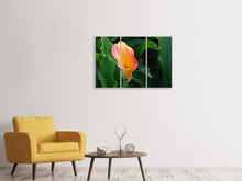 Laden Sie das Bild in den Galerie-Viewer, Leinwandbild 3-teilig Wilde Calla