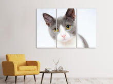 Laden Sie das Bild in den Galerie-Viewer, Leinwandbild 3-teilig Edle Katze