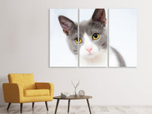 Laden Sie das Bild in den Galerie-Viewer, Leinwandbild 3-teilig Edle Katze