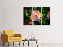 Laden Sie das Bild in den Galerie-Viewer, Leinwandbild 3-teilig Der Diskus Fisch