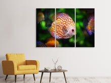 Laden Sie das Bild in den Galerie-Viewer, Leinwandbild 3-teilig Der Diskus Fisch