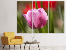 Laden Sie das Bild in den Galerie-Viewer, Leinwandbild 3-teilig Tulpe pretty in pink