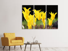 Laden Sie das Bild in den Galerie-Viewer, Leinwandbild 3-teilig Gelbe Tulpen in der Natur