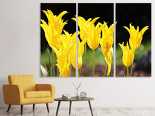 Laden Sie das Bild in den Galerie-Viewer, Leinwandbild 3-teilig Gelbe Tulpen in der Natur