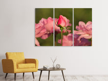 Laden Sie das Bild in den Galerie-Viewer, Leinwandbild 3-teilig Die Rosenknospe