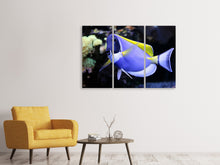 Laden Sie das Bild in den Galerie-Viewer, Leinwandbild 3-teilig Der Weisskehl Doktorfisch