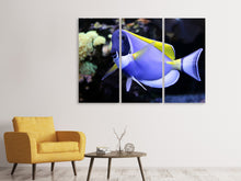 Laden Sie das Bild in den Galerie-Viewer, Leinwandbild 3-teilig Der Weisskehl Doktorfisch