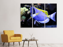 Laden Sie das Bild in den Galerie-Viewer, Leinwandbild 3-teilig Der Weisskehl Doktorfisch
