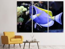 Laden Sie das Bild in den Galerie-Viewer, Leinwandbild 3-teilig Der Weisskehl Doktorfisch
