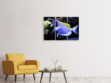 Laden Sie das Bild in den Galerie-Viewer, Leinwandbild 3-teilig Der Weisskehl Doktorfisch