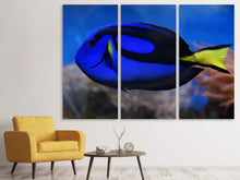 Laden Sie das Bild in den Galerie-Viewer, Leinwandbild 3-teilig Der Paletten-Doktorfisch