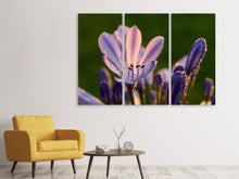 Laden Sie das Bild in den Galerie-Viewer, Leinwandbild 3-teilig Schmucklilien mit Morgentau