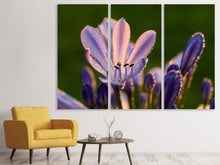 Laden Sie das Bild in den Galerie-Viewer, Leinwandbild 3-teilig Schmucklilien mit Morgentau