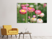 Laden Sie das Bild in den Galerie-Viewer, Leinwandbild 3-teilig Blumen des Frühlings