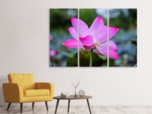 Laden Sie das Bild in den Galerie-Viewer, Leinwandbild 3-teilig Wunderschöne Lotus