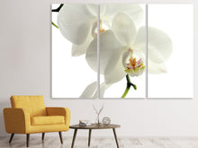 Laden Sie das Bild in den Galerie-Viewer, Leinwandbild 3-teilig Orchideen Blüte