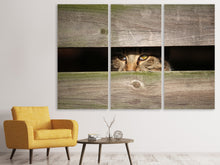 Laden Sie das Bild in den Galerie-Viewer, Leinwandbild 3-teilig Katze im Versteck