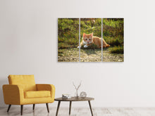 Laden Sie das Bild in den Galerie-Viewer, Leinwandbild 3-teilig Kitten in der Natur