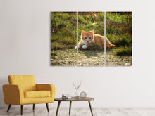 Laden Sie das Bild in den Galerie-Viewer, Leinwandbild 3-teilig Kitten in der Natur