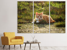 Laden Sie das Bild in den Galerie-Viewer, Leinwandbild 3-teilig Kitten in der Natur