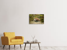 Laden Sie das Bild in den Galerie-Viewer, Leinwandbild 3-teilig Kitten in der Natur