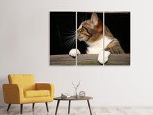 Laden Sie das Bild in den Galerie-Viewer, Leinwandbild 3-teilig XL Katze