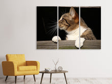 Laden Sie das Bild in den Galerie-Viewer, Leinwandbild 3-teilig XL Katze
