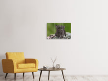 Laden Sie das Bild in den Galerie-Viewer, Leinwandbild 3-teilig 2 schwarze Katzenbabys