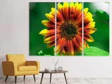 Laden Sie das Bild in den Galerie-Viewer, Leinwandbild 3-teilig Farbenprächtige Sonnenblume