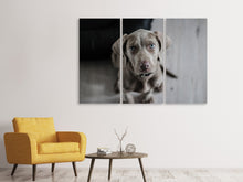 Laden Sie das Bild in den Galerie-Viewer, Leinwandbild 3-teilig Der Weimaraner