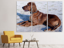 Laden Sie das Bild in den Galerie-Viewer, Leinwandbild 3-teilig Eleganter Irish Setter