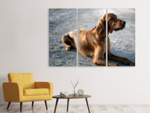 Laden Sie das Bild in den Galerie-Viewer, Leinwandbild 3-teilig Der Irish Setter