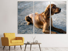 Laden Sie das Bild in den Galerie-Viewer, Leinwandbild 3-teilig Der Irish Setter