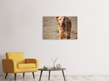 Laden Sie das Bild in den Galerie-Viewer, Leinwandbild 3-teilig Nasser Hund