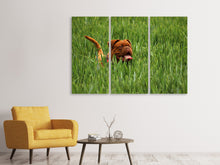Laden Sie das Bild in den Galerie-Viewer, Leinwandbild 3-teilig Der Mastiff im Gras