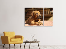 Laden Sie das Bild in den Galerie-Viewer, Leinwandbild 3-teilig Trauriger Hundeblick