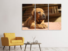 Laden Sie das Bild in den Galerie-Viewer, Leinwandbild 3-teilig Trauriger Hundeblick