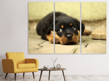 Laden Sie das Bild in den Galerie-Viewer, Leinwandbild 3-teilig Süsse Rottweiler Welpe