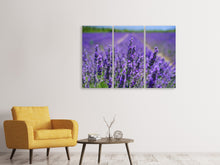 Laden Sie das Bild in den Galerie-Viewer, Leinwandbild 3-teilig Die Lavendelblüten
