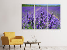 Laden Sie das Bild in den Galerie-Viewer, Leinwandbild 3-teilig Die Lavendelblüten