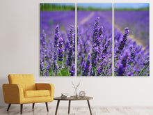Laden Sie das Bild in den Galerie-Viewer, Leinwandbild 3-teilig Die Lavendelblüten