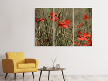 Laden Sie das Bild in den Galerie-Viewer, Leinwandbild 3-teilig Der Klatschmohn in der Natur