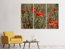 Laden Sie das Bild in den Galerie-Viewer, Leinwandbild 3-teilig Der Klatschmohn in der Natur