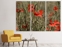 Laden Sie das Bild in den Galerie-Viewer, Leinwandbild 3-teilig Der Klatschmohn in der Natur