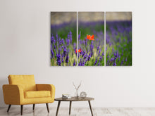 Laden Sie das Bild in den Galerie-Viewer, Leinwandbild 3-teilig Mohn im Lavendel